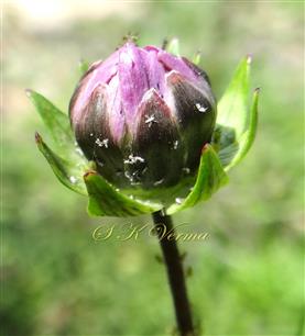   Capitulum (Young)-See Calycular Bracts and Phyllaries